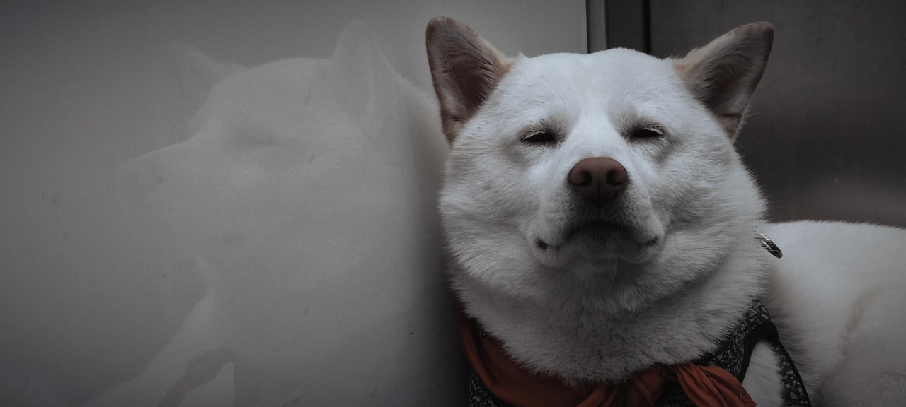 Shiba Inu Price Prediction 2026: Can SHIB Reach 1 Cent?
