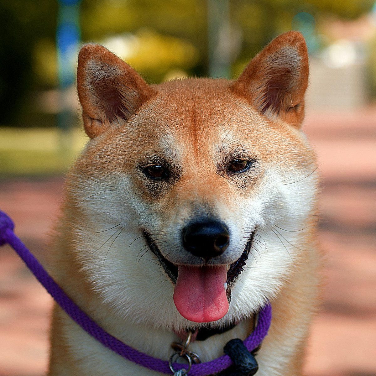 will Shiba Inu reach 1 cent - Will Shiba Inu Reach 1 Cent? Realistic SHIB Price Analysis 2026